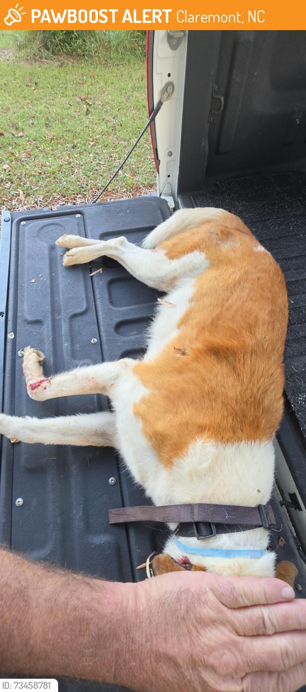 Found/Stray Male Dog last seen Oxford school road and Riverbend road, Claremont, NC 28610