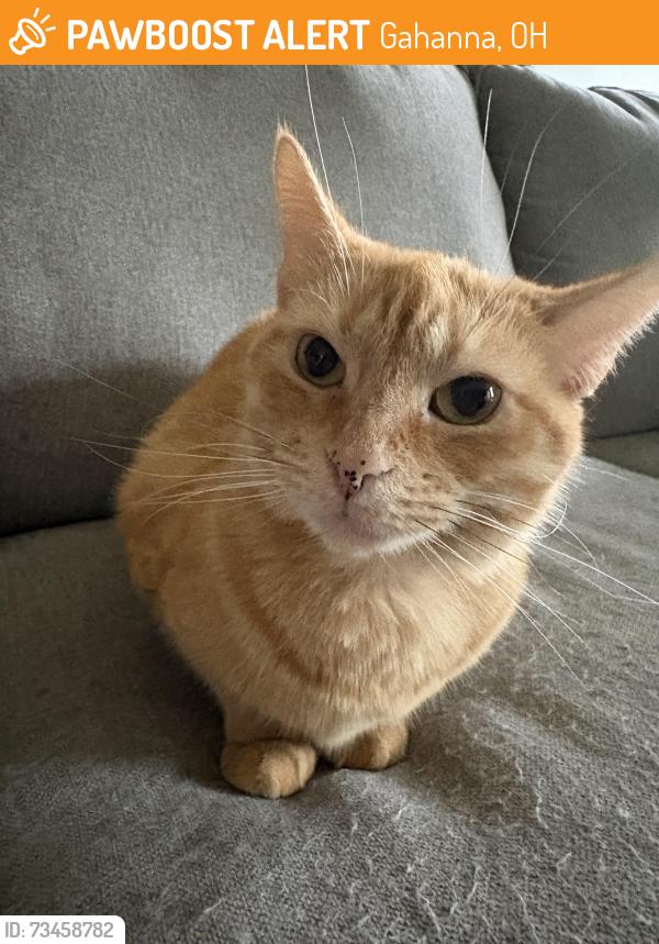 Found/Stray Female Cat last seen Lincoln Elementary parking lot, Gahanna, OH 43230