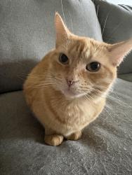 Found/Stray Female Cat last seen Lincoln Elementary parking lot, Gahanna, OH 43230