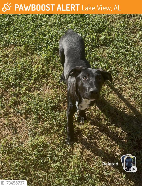 Found/Stray Female Dog last seen Martin dell and cedar, Lakeview, al, Lake View, AL 35111