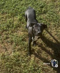 Found/Stray Female Dog last seen Martin dell and cedar, Lakeview, al, Lake View, AL 35111