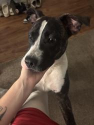 Found/Stray Female Dog last seen Leland and Terrance, Indianapolis, IN 46203