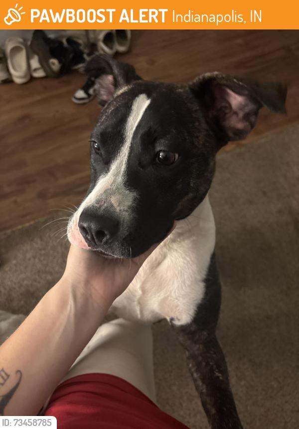 Found/Stray Female Dog last seen Leland and Terrance, Indianapolis, IN 46203