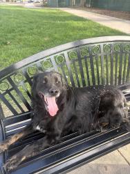 Found/Stray Unknown Dog last seen Adrian way, San Jose, CA 95122