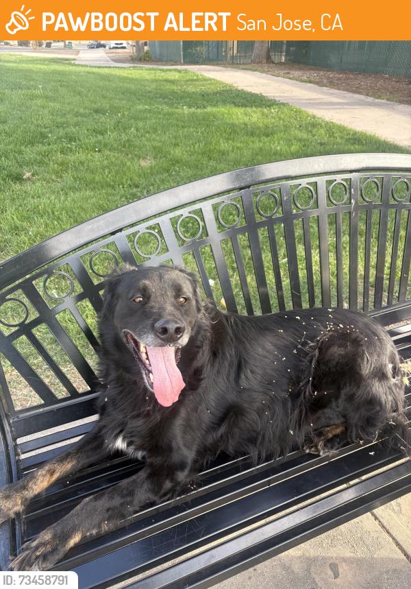 Found/Stray Unknown Dog last seen Adrian way, San Jose, CA 95122