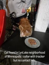 Reunited Unknown Cat last seen Lake and Harriet, Minneapolis, MN 55408