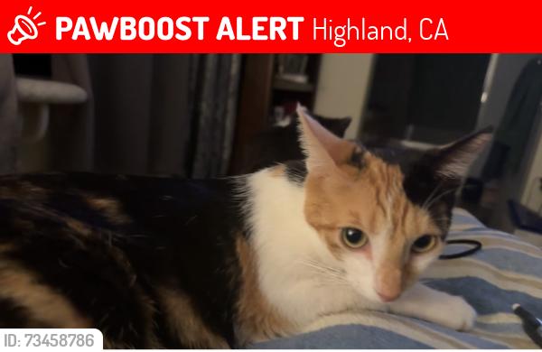 Lost Female Cat last seen Between tiara Street and country Oaks Drive, Highland, CA 92346