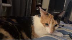 Lost Female Cat last seen Between tiara Street and country Oaks Drive, Highland, CA 92346