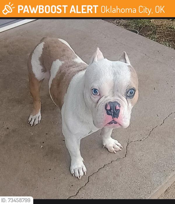 Found/Stray Male Dog last seen Western and hudson, Oklahoma City, OK 73114