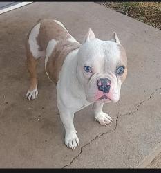 Found/Stray Male Dog last seen Western and hudson, Oklahoma City, OK 73114