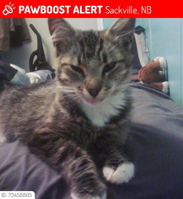 Lost Female Cat last seen Trailer park area!!, Sackville, NB 