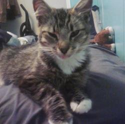 Lost Female Cat last seen Trailer park area!!, Sackville, NB 