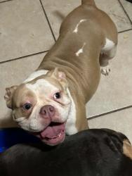 Lost Female Dog last seen 34th & Georgia, Amarillo, TX 79109