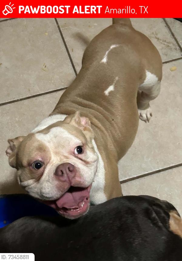 Lost Female Dog last seen 34th & Georgia, Amarillo, TX 79109