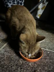 Reunited Female Cat last seen Ilford Lane, Greater London, England IG1 2HB