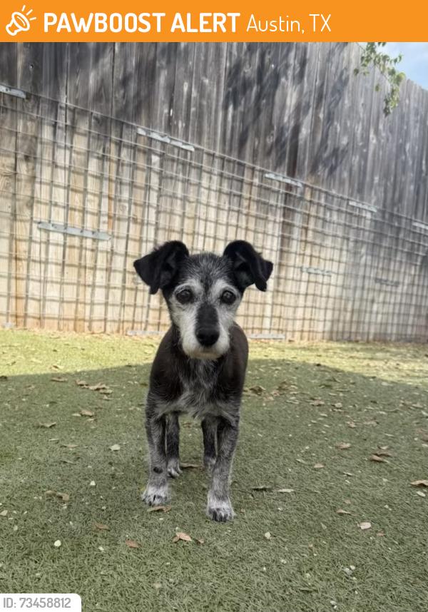 Found/Stray Female Dog last seen 620, debba drive, Austin, TX 78734
