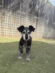 Found/Stray Female Dog last seen 620, debba drive, Austin, TX 78734