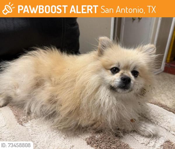 Found/Stray Female Dog last seen Village North, San Antonio, TX 78217