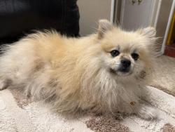 Found/Stray Female Dog last seen Village North, San Antonio, TX 78217