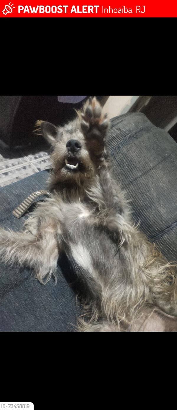 Lost Female Dog last seen Benjamin do Monte Inhoaíba Campo grande Rj, Inhoaíba, RJ 