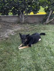 Found/Stray Male Dog last seen near frisbie middle school, Rialto, CA 92376