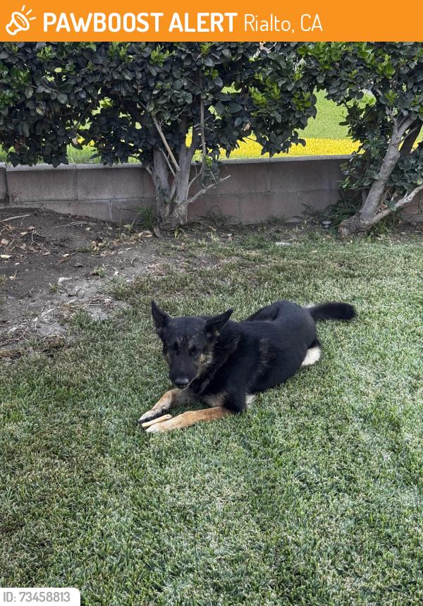 Found/Stray Male Dog last seen near frisbie middle school, Rialto, CA 92376