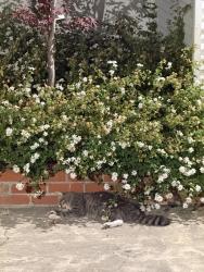 Found/Stray Unknown Cat last seen S Fair Oaks Ave & Bryan Ave, Sunnyvale, CA 94086