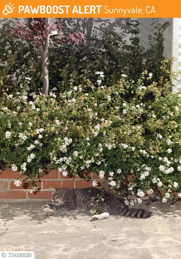 Found/Stray Unknown Cat last seen S Fair Oaks Ave & Bryan Ave, Sunnyvale, CA 94086