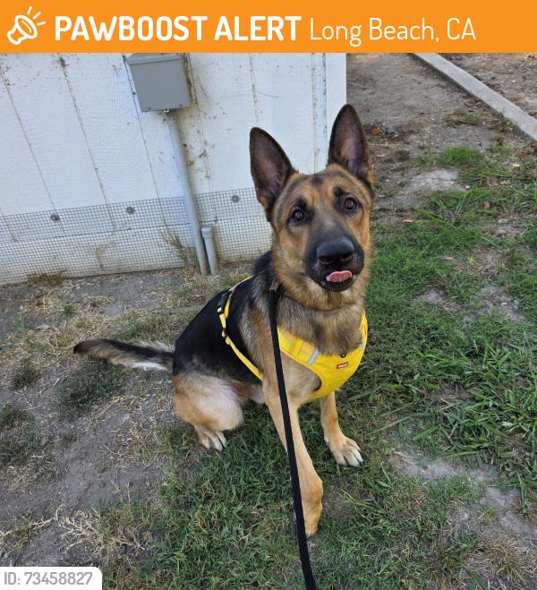 Found/Stray Male Dog last seen Near Coronado Ave, Long Beach, CA 90804, Long Beach, CA 90804