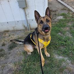 Found/Stray Male Dog last seen Near Coronado Ave, Long Beach, CA 90804, Long Beach, CA 90804