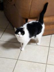 Lost Female Cat last seen Five points, Hamilton, OH 45011
