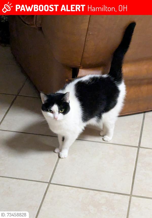 Lost Female Cat last seen Five points, Hamilton, OH 45011