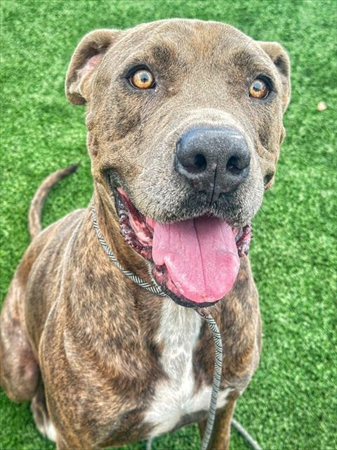 Shelter Stray Male Dog last seen WIBLE RD/ BARBER WAY, BAKERSFIELD, CA, 201 S Mt Vernon Ave, Bakersfield, CA 93307, USA
