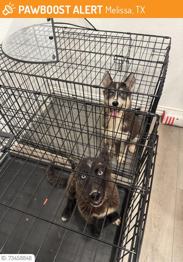 Found/Stray Male Dog last seen By Melissa football stadium, Melissa, TX 75454