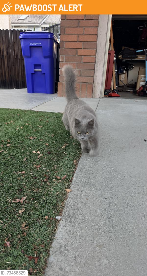 Found/Stray Unknown Cat last seen Potenza Pl and Milano Dr., Rancho Cucamonga, CA 91701