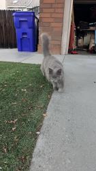 Found/Stray Unknown Cat last seen Potenza Pl and Milano Dr., Rancho Cucamonga, CA 91701