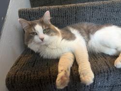 Reunited Male Cat last seen Bent & Raymond Street, Elgin, IL 60120