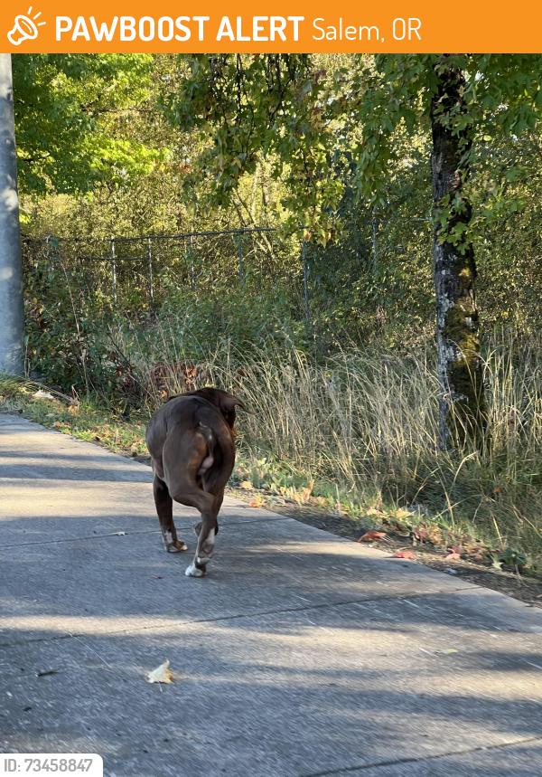 Found/Stray Male Dog last seen Mission St NE & Hawthorne st, Salem, OR 97302