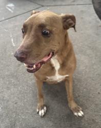Found/Stray Male Dog last seen Echo lake ct, Arlington, TX 76001