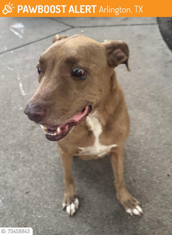 Found/Stray Male Dog last seen Echo lake ct, Arlington, TX 76001