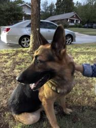 Found/Stray Male Dog last seen Nw 27th and n Dewey ave, Oklahoma City, OK 73103