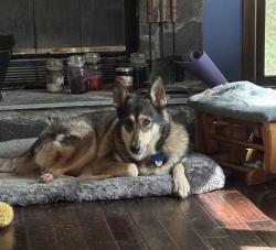 Reunited Female Dog last seen Cedarcrest, Dallas, GA 30132