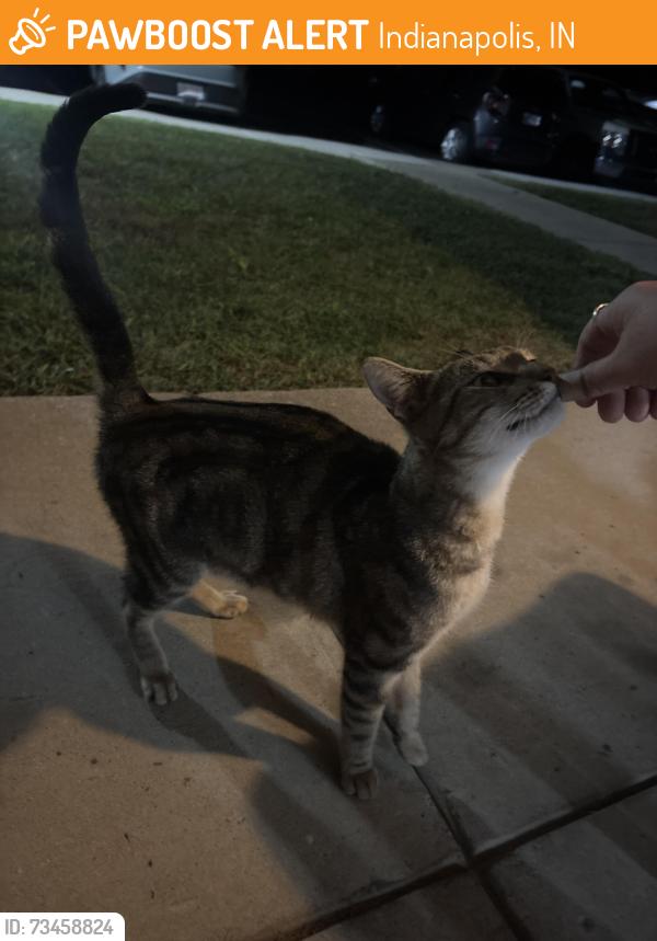 Found/Stray Female Cat last seen In the Abby apmts on Edwardian Circle, Indianapolis, IN 46254
