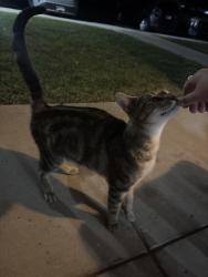 Found/Stray Female Cat last seen In the Abby apmts on Edwardian Circle, Indianapolis, IN 46254