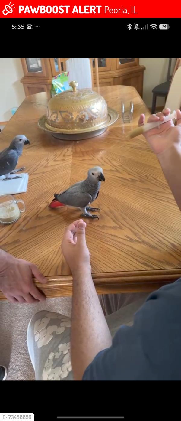 Lost Female Bird last seen Just flow away, Peoria, IL 61615