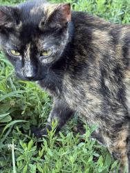 Lost Female Cat last seen Chambers and halls ferry, St. Louis, MO 63136