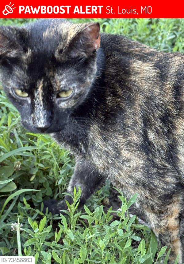 Lost Female Cat last seen Chambers and halls ferry, St. Louis, MO 63136