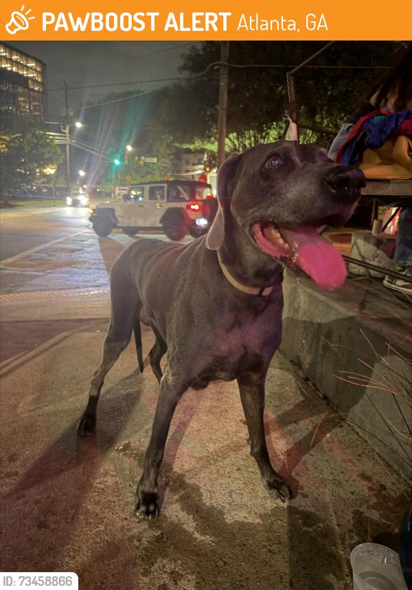 Found/Stray Male Dog last seen Bantam Pub, Atlanta, GA 30308