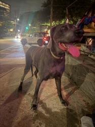 Found/Stray Male Dog last seen Bantam Pub, Atlanta, GA 30308