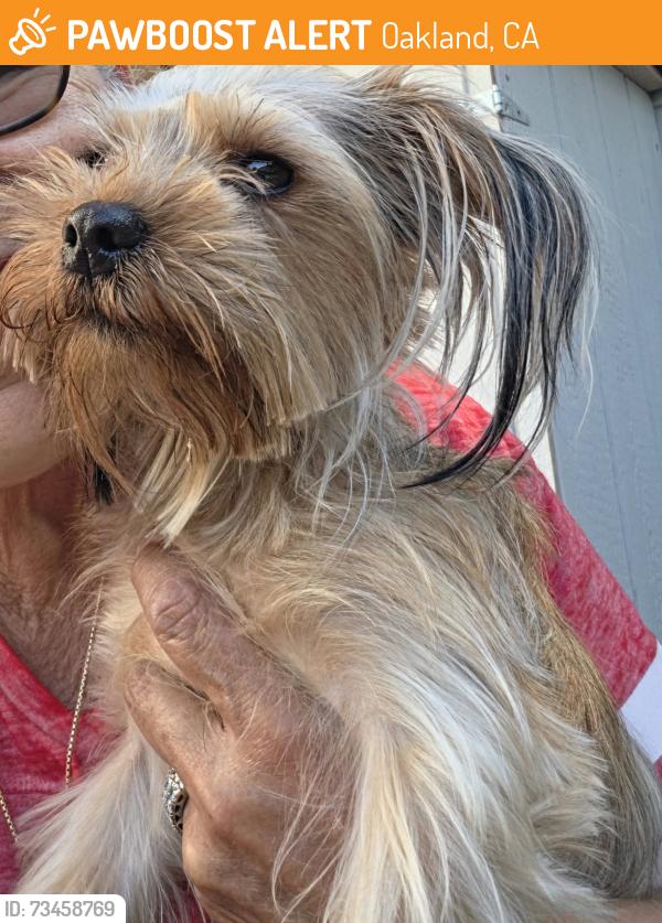 Found/Stray Unknown Dog last seen International, Oakland, CA 94603